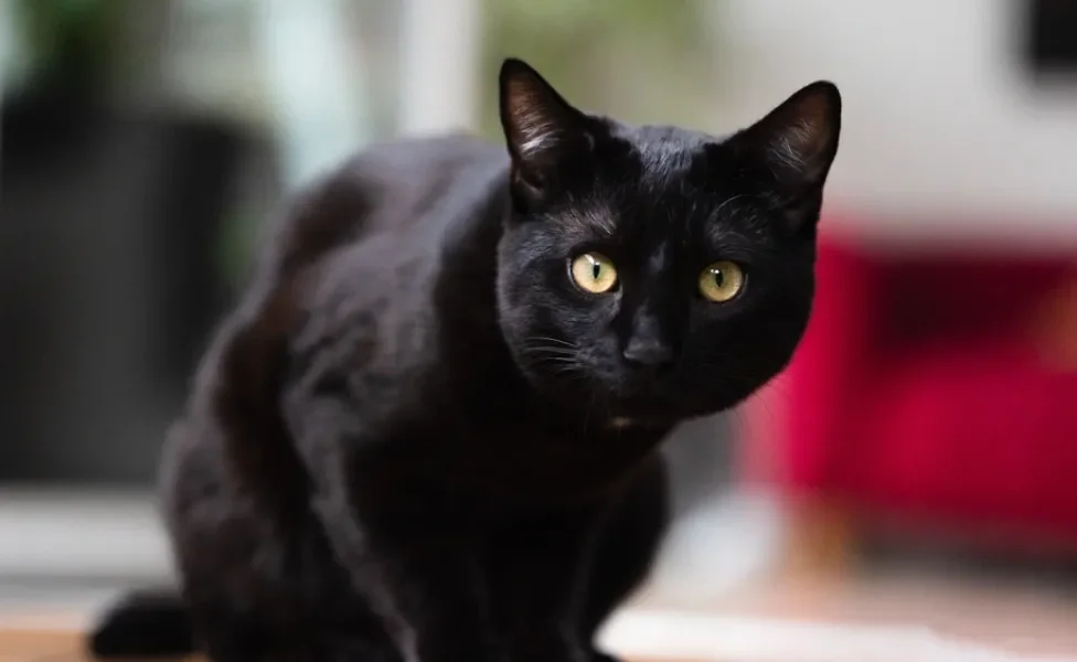 gato preto sentado com cara de desconfiado