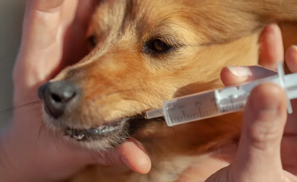 cachorro com seringa na boca