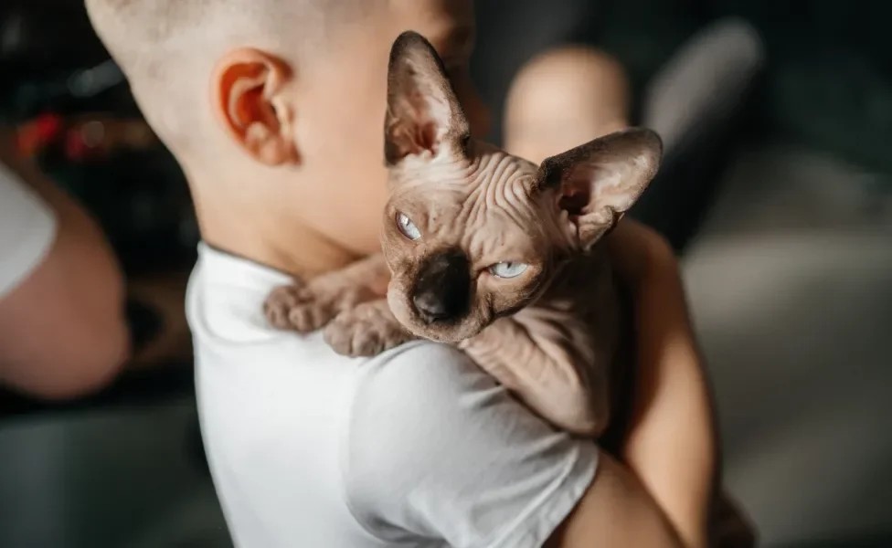 Gato Sphynx no calo de criança