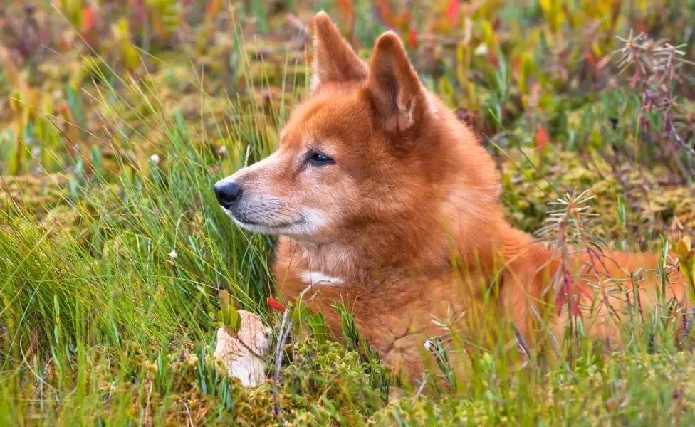 Spitz Finlandês deitado no mato