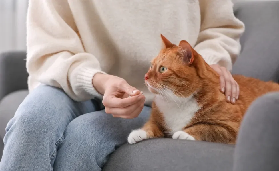 tutora dando suplemento para gato