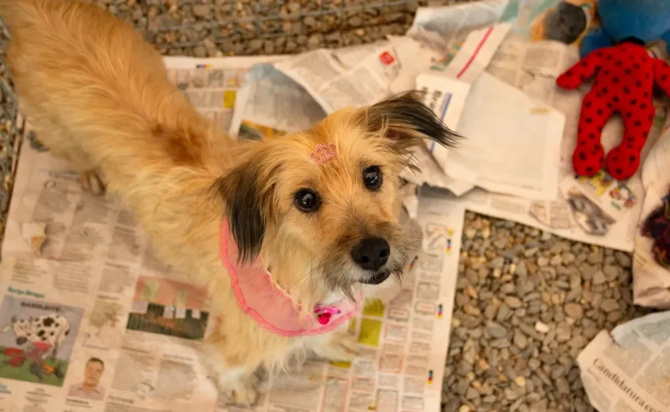 cachorro em cima de jornal pet