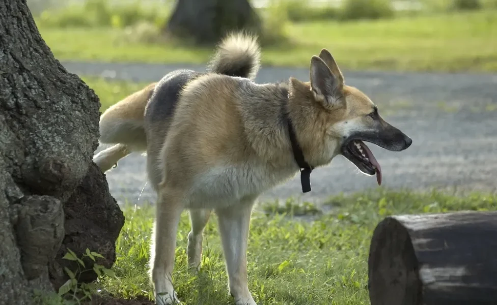 tapete higiênico para cachorros: cão macho levantando a pata e fazendo xixi