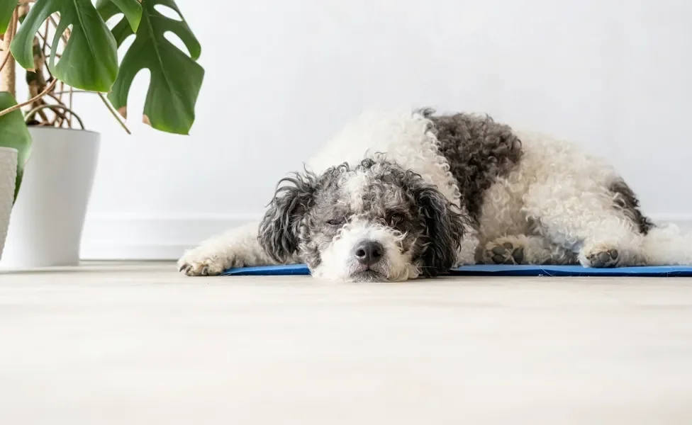 Cachorro deitado em cima de tapete gelado