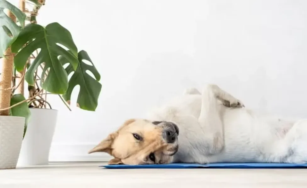 cachorro deitado em um tapete gelado