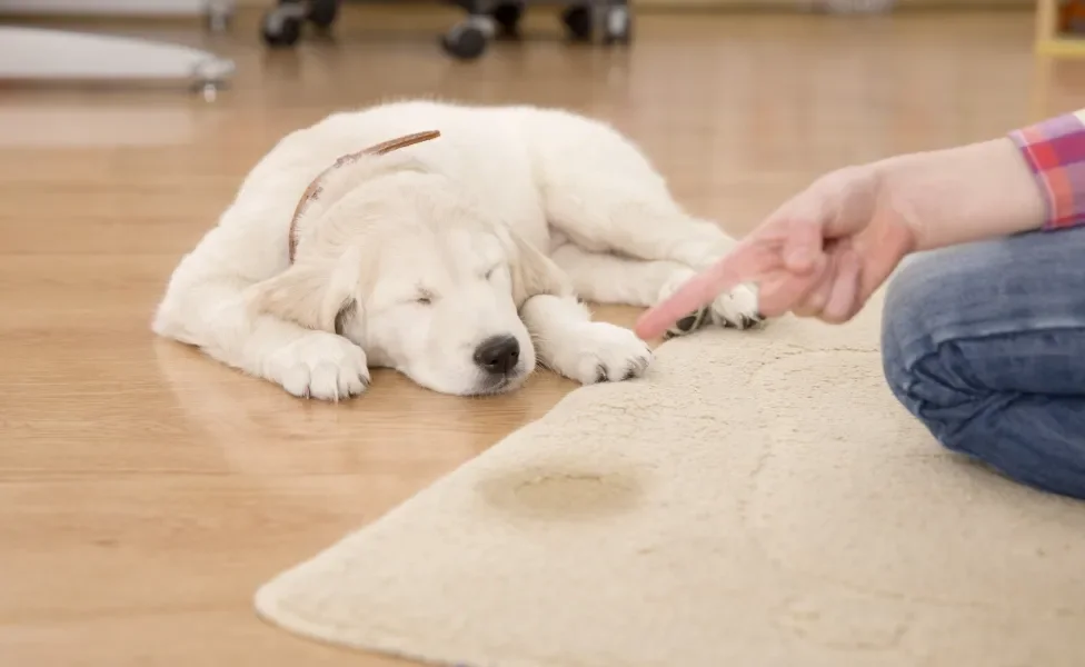 Tutora brigando com cãozinho que fez xixi no lugar errado