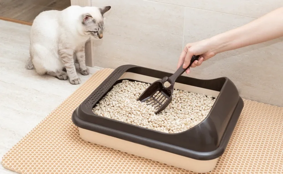 Gato observando tutora mexer na sua caixa de areia