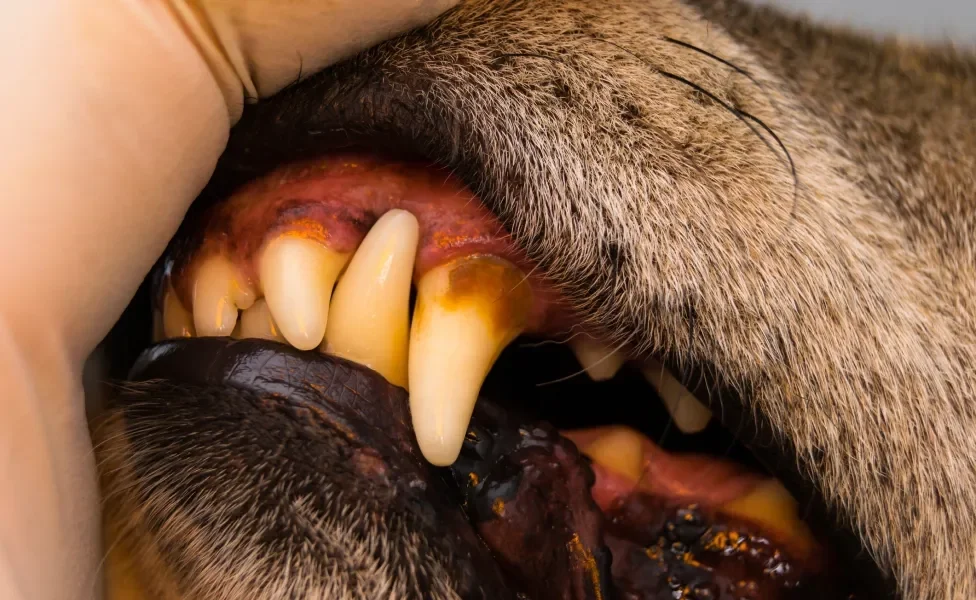 Dente de cachorro com mancha escura amarelada