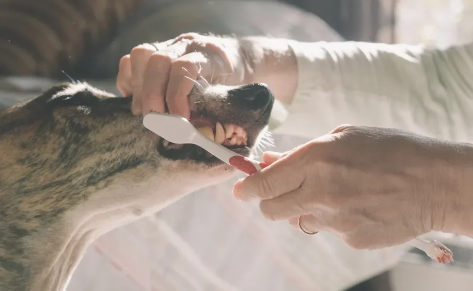 Tutor escovando os dentes de cachorro