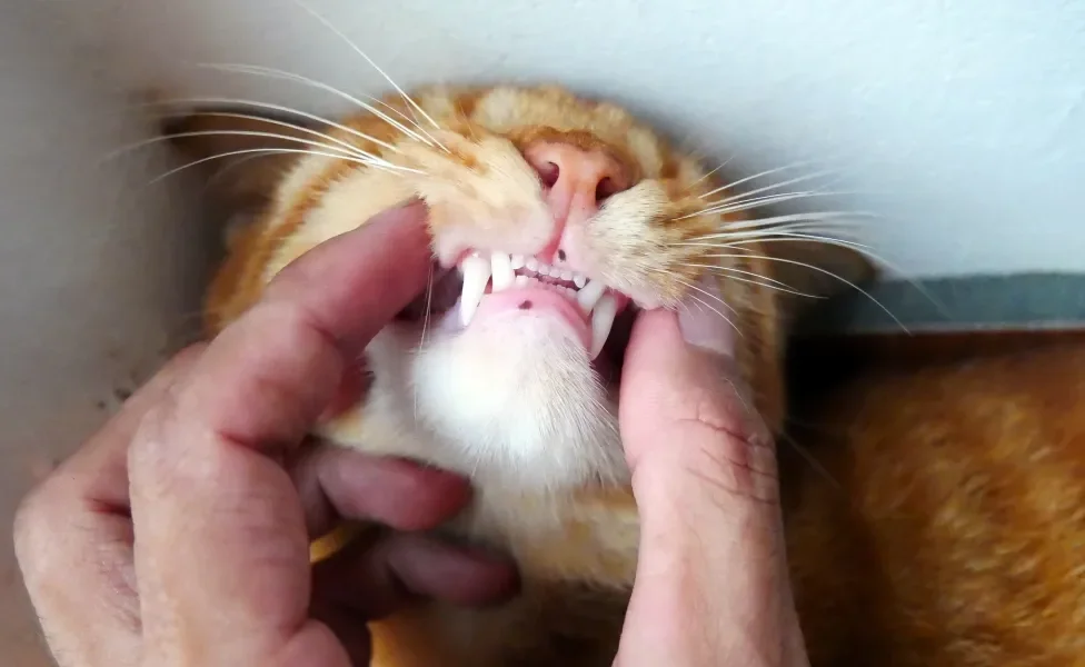 Mão humana segurando boca de gato laranja para ver seus dentinhos