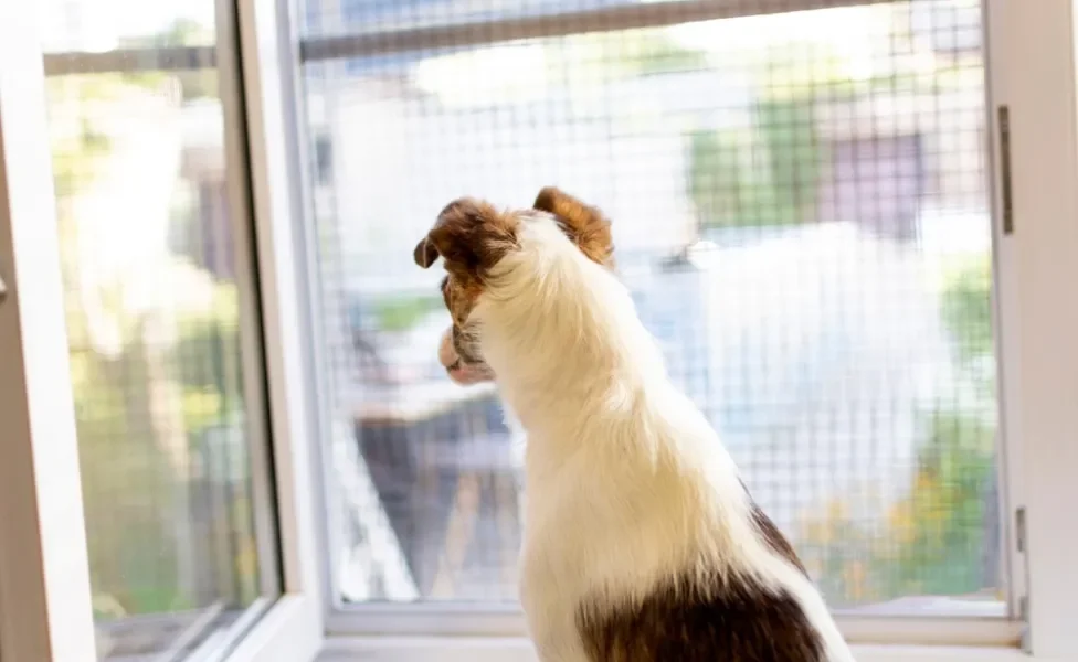 tela de proteção para cachorro com um cãozinho perto