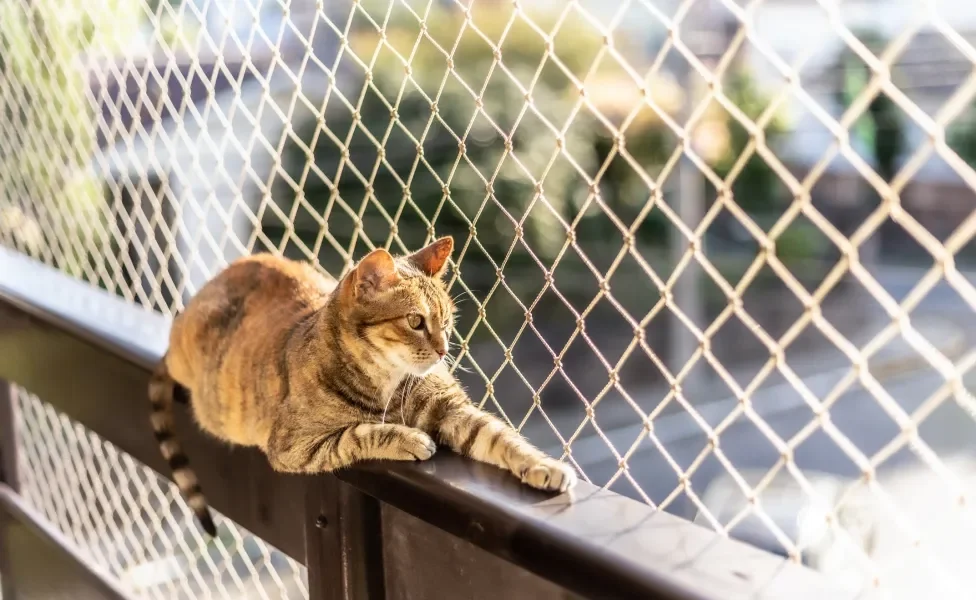 gato deitado em uma varanda com tela de proteção para gatos