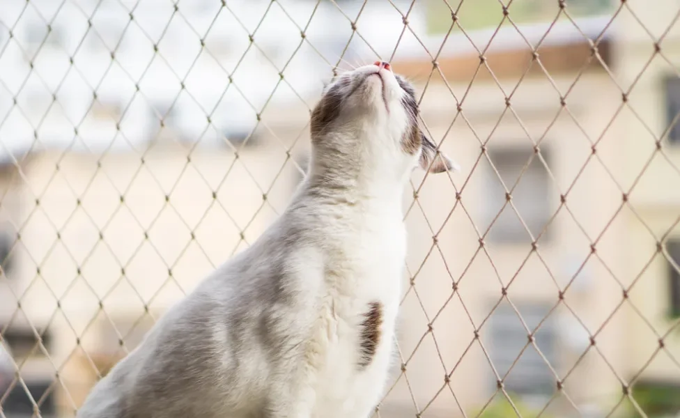 gato encostado na tela de proteção para janela