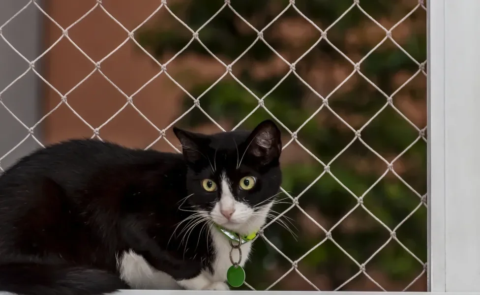 Gato preto e branco com coleira verde deitado em janela telada