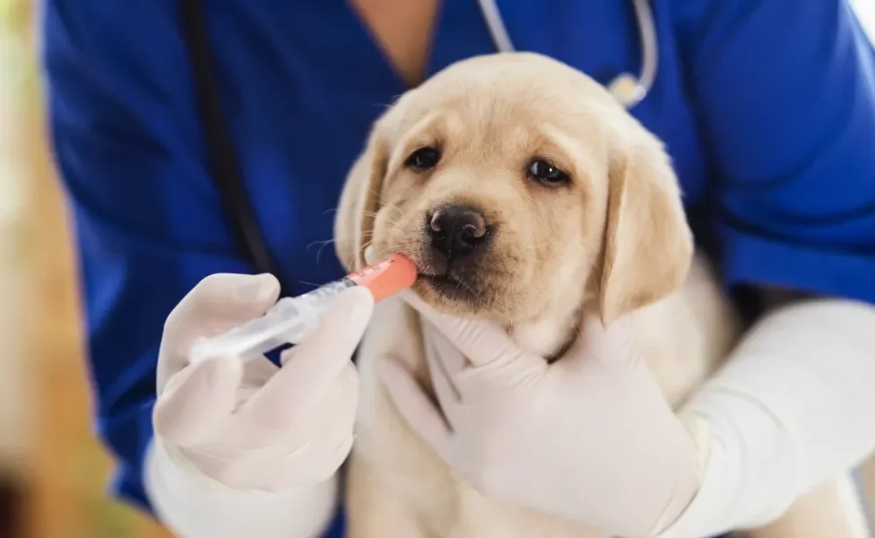 Cachorro filhote tomando remédio na seringa de plástico das mãos de veterinário