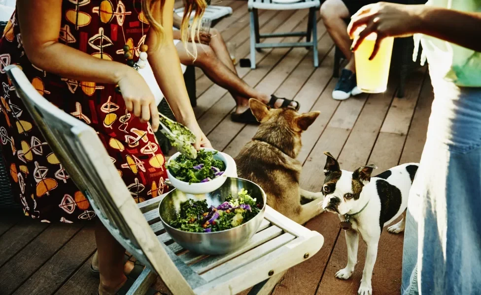 Cachorros perto de humanos e de pote de salada