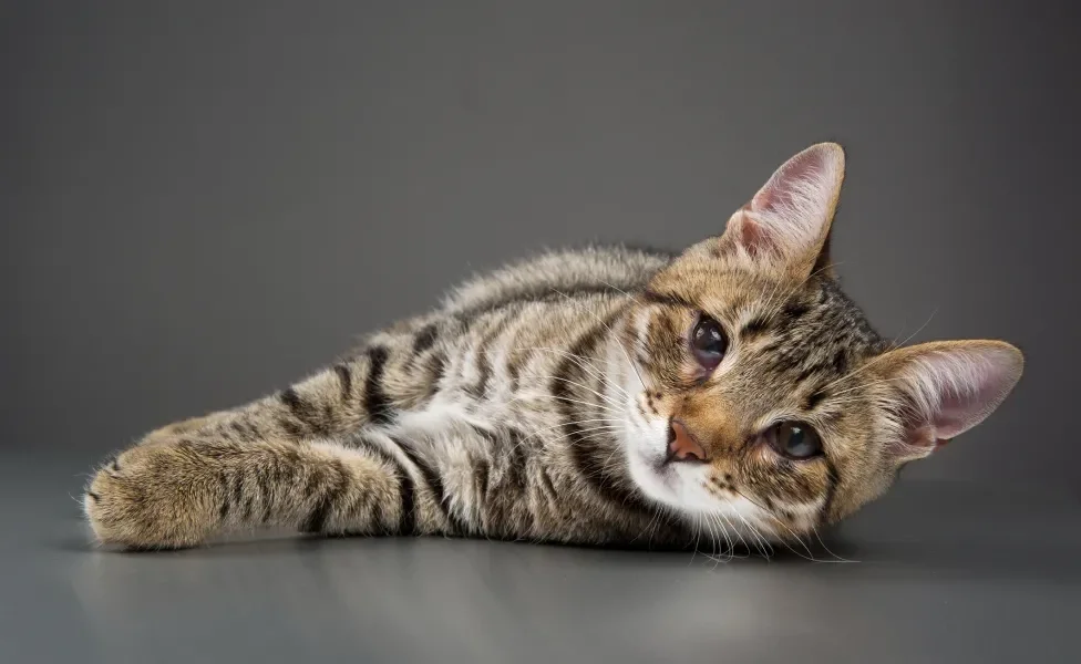 Gato deitado com terceira pálpebra exposta