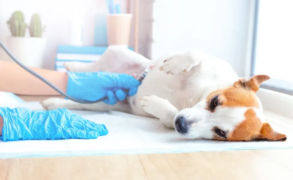 teste de gravidez para cadela: cachorra grávida fazendo exame