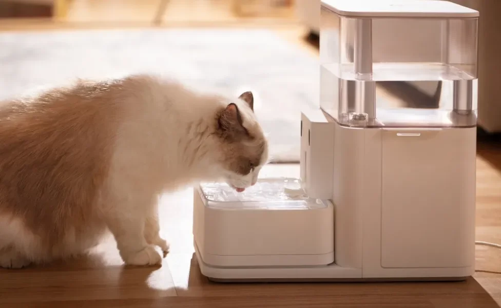 gato sentado se hidratando em fonte de água