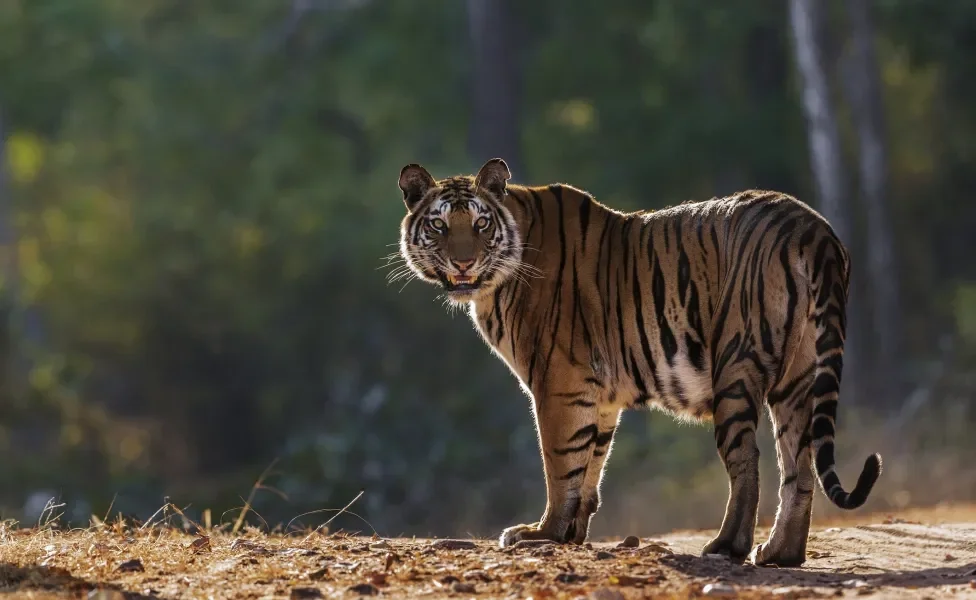 tigre em pé na natureza