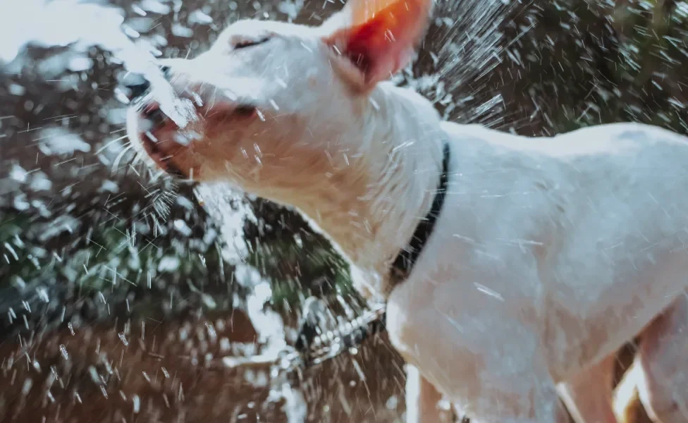 Cachorro bebendo jato de água que cai de cima em fundo de natureza