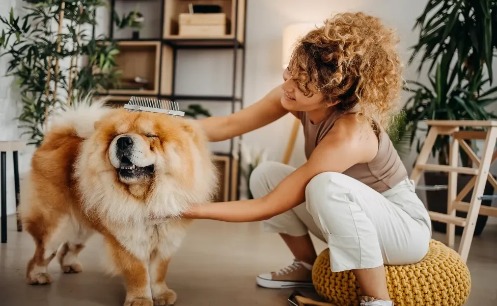 Tutora escovando pelo de cão Chow Chow dentro de casa