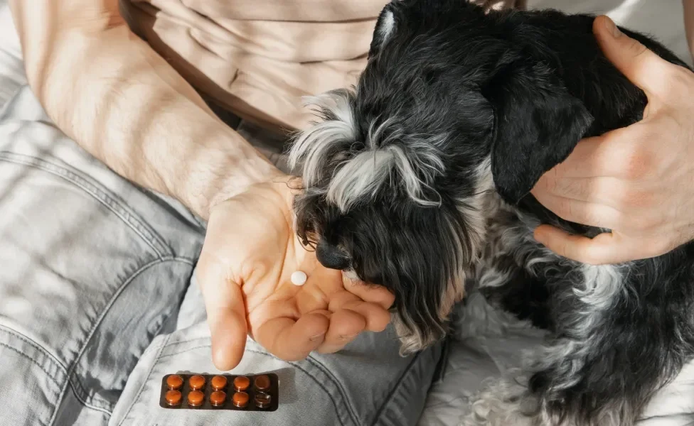 tutora segurando remédio de tosse para cachorro com o cão ao lado