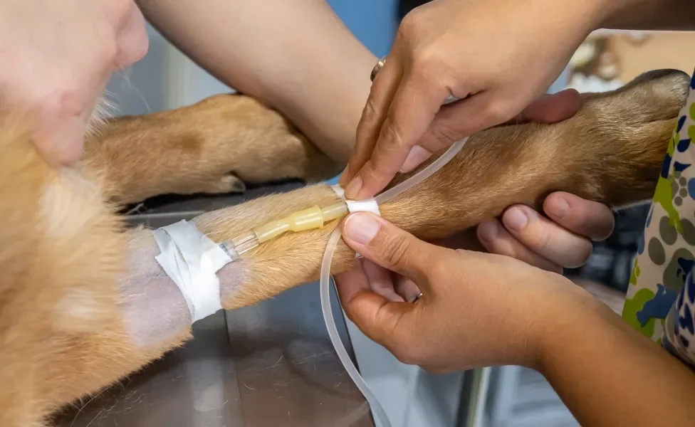 Pata de cachorro com cateter intravenoso inserido