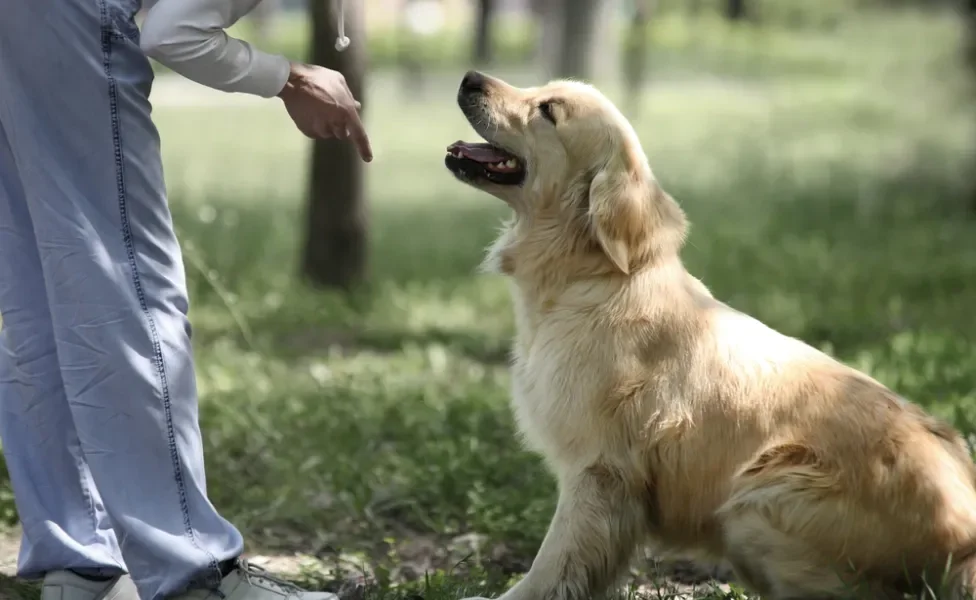 mulher ensinando truques para cachorro ficar sentado