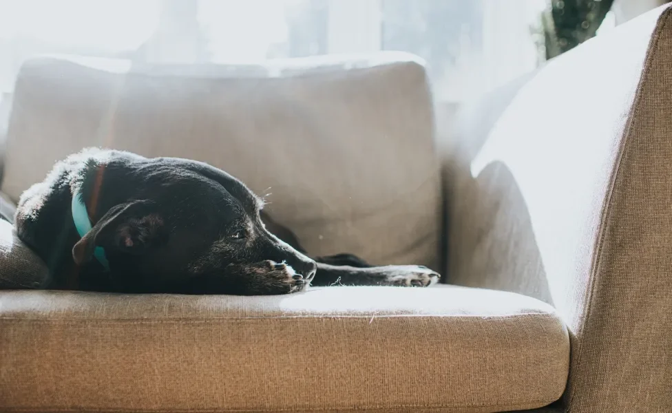 Cachorro idoso deitado em poltrona tomando sol