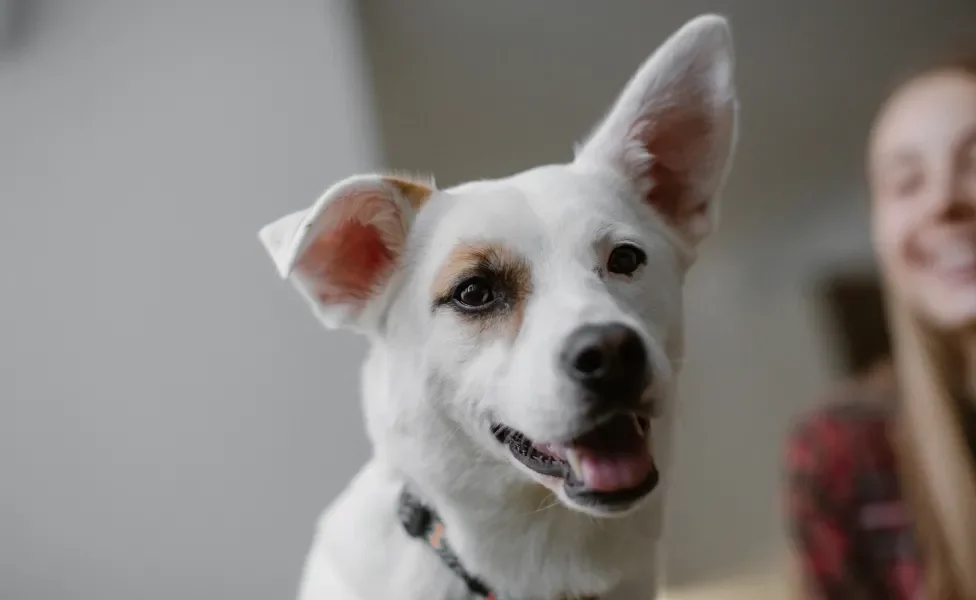 Cachorro branco sorrindo com uma das orelhas levantadas