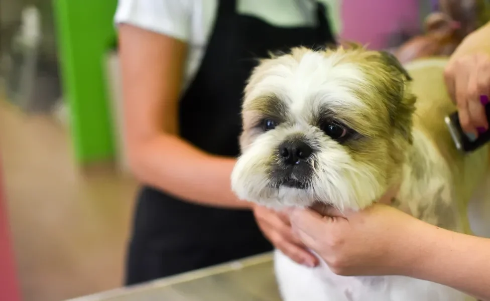 Tosa de cachorro peludo em salão