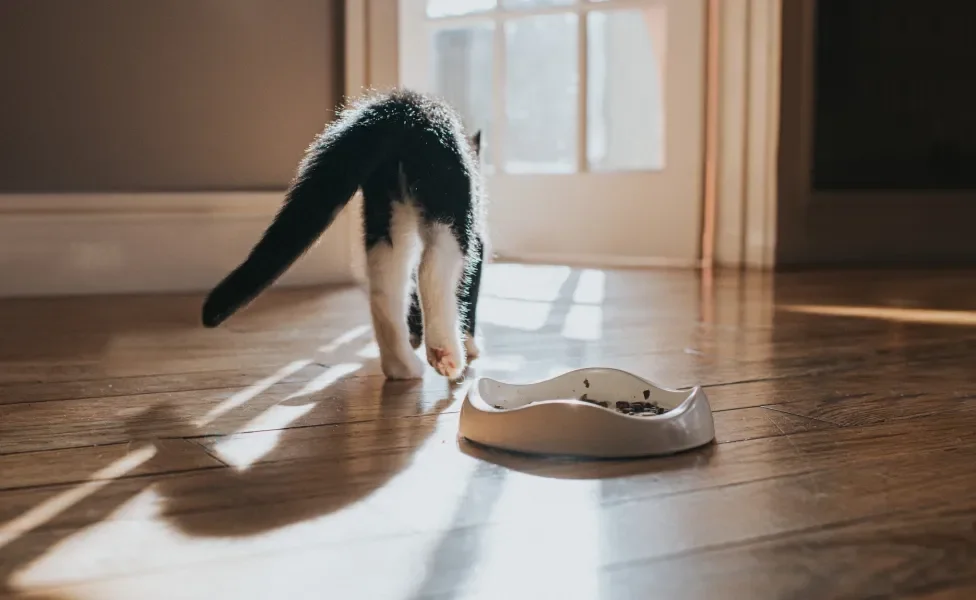 Gato se afastando de pote de comida