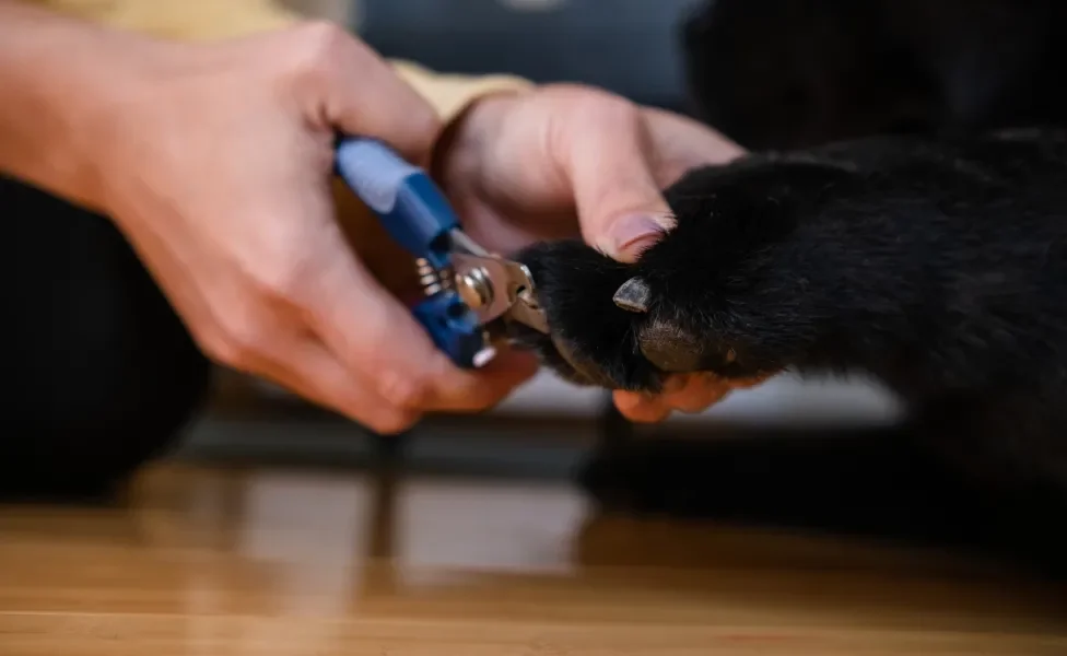 humano cortando unha de cachorro