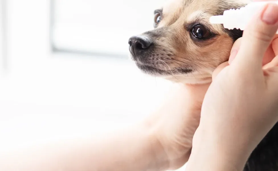 Tutora tentando passar colírio no olho de cãozinho