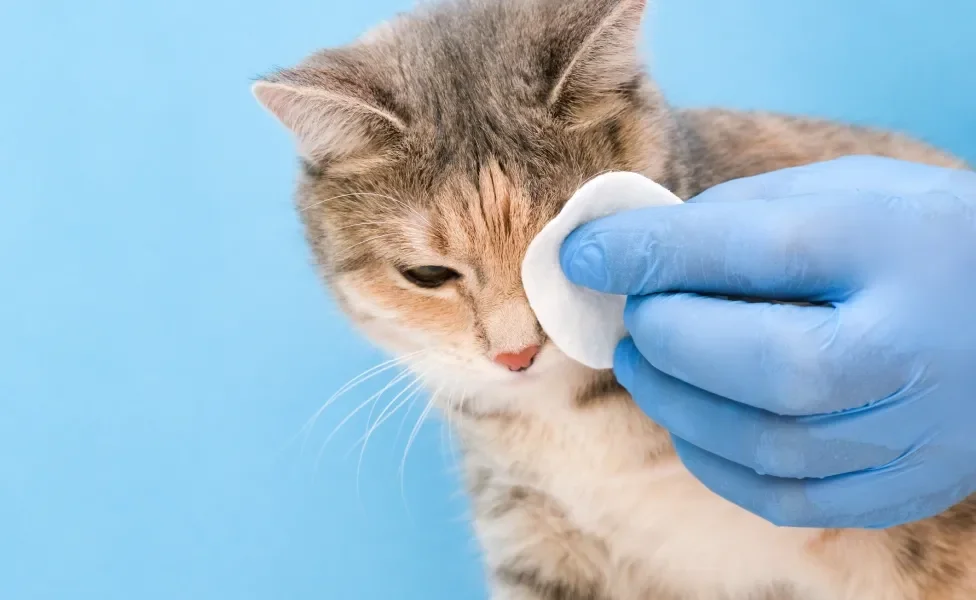 Mão com luva azul passando algodão em olho de gato colorido em fundo azul