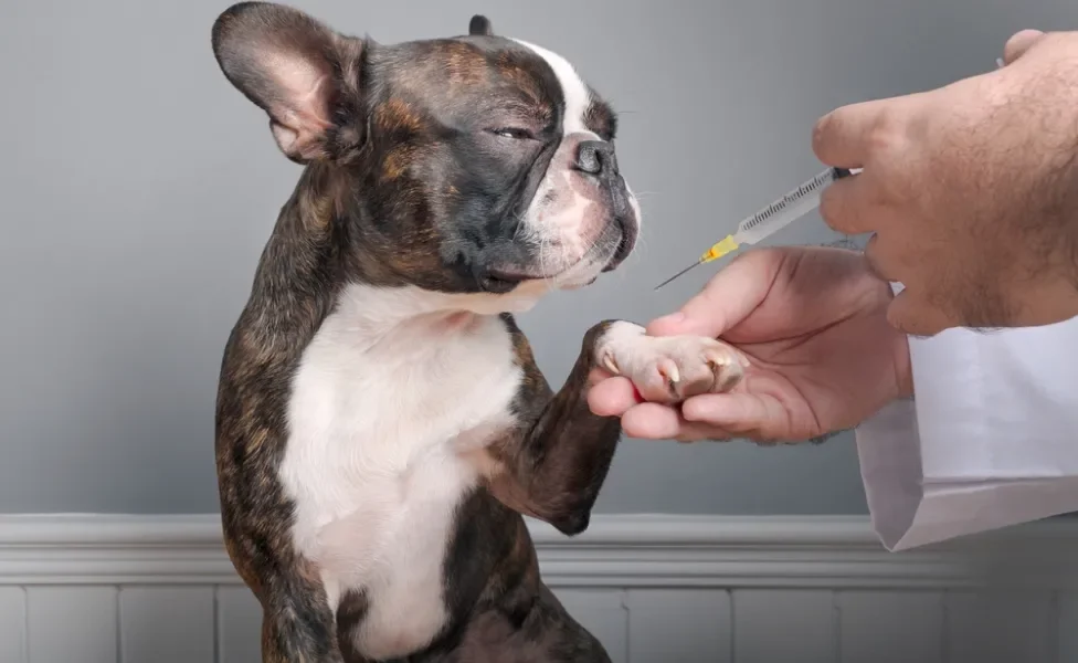 cachorro sendo vacinado por veterinário