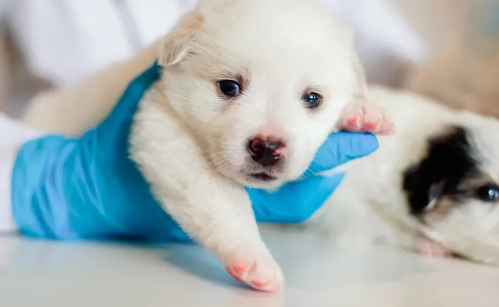 filhote de cachorro na mão de veterinário