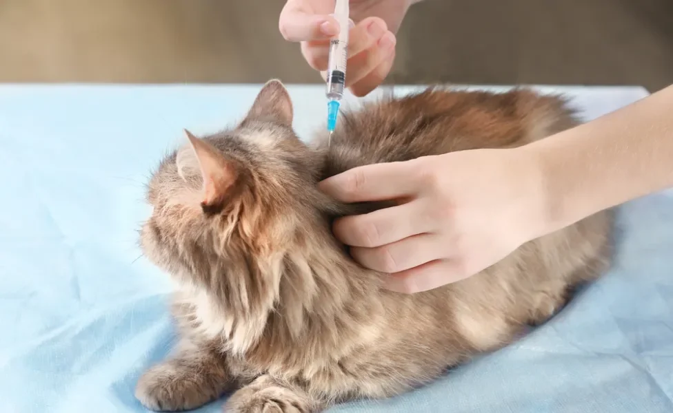 veterinário dando vacina v5 para gato