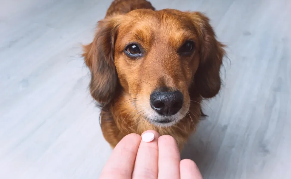 Cachorro marrom olhando para cima na direção de tutor que oferece remédio em comprimido