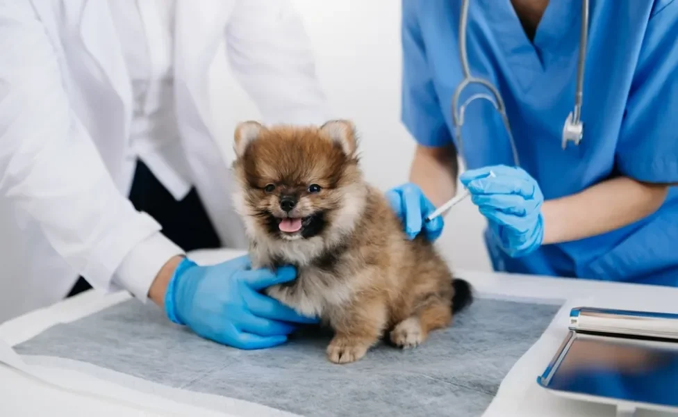 veterinários aplicando vacina de cachorro filhote