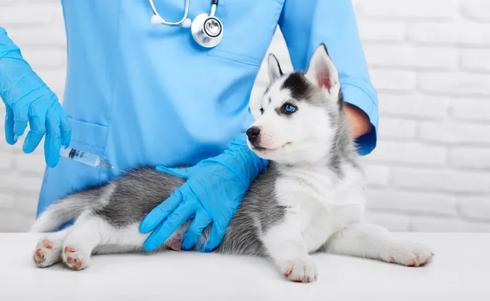 filhote de husky deitado recebendo vacina de veterinário