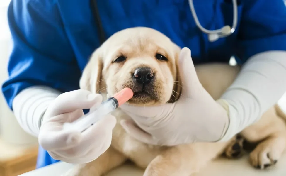 Cachorro filhote recebendo conteúdo laranja de seringa aplicada por veterinário