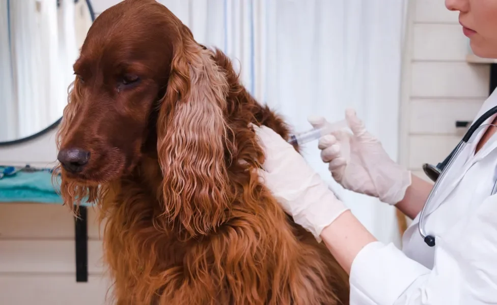 Cão peludo marrom tomando vacina em consultório médico