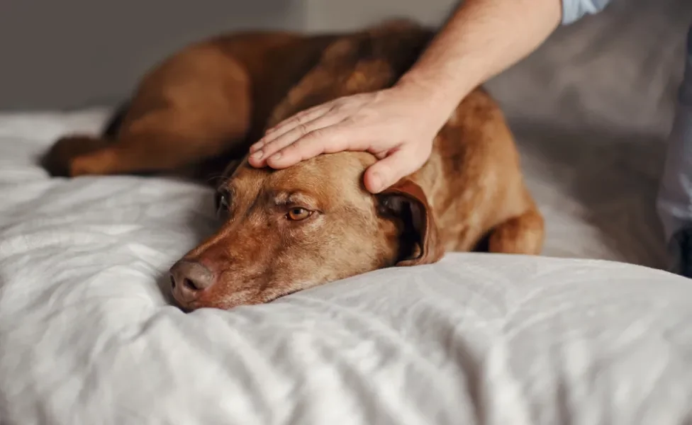 cachorro deitado desanimado com uma mão na cabeça dele