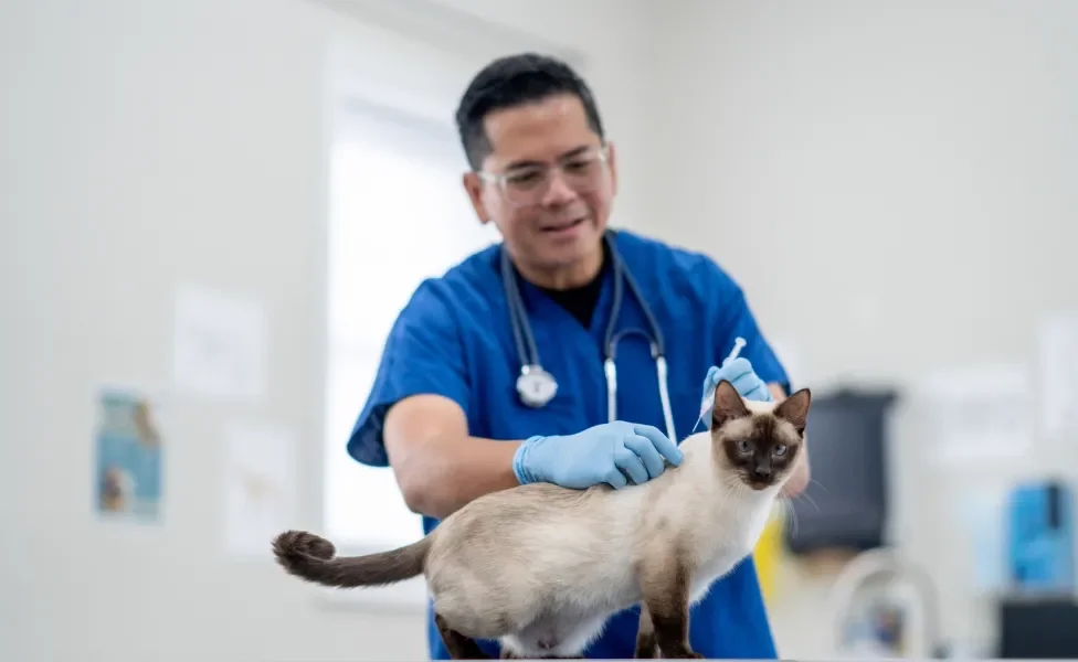 Veterinário aplicando vacina em gato em consultório médico