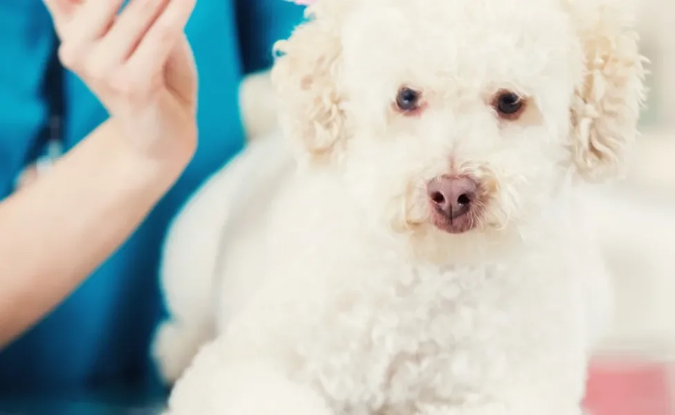 Cãozinho tomando vacina em consultório veterinário