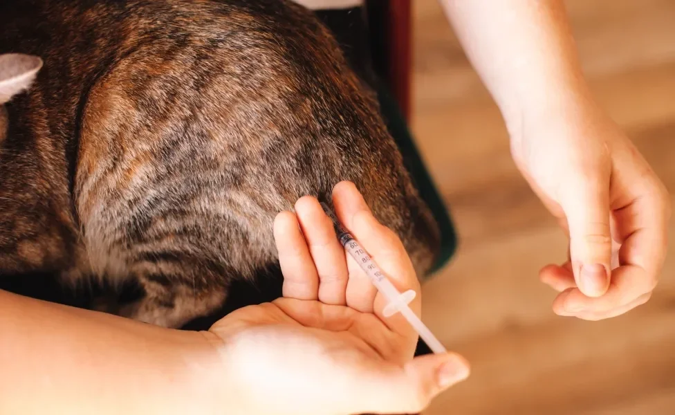 mulher aplicando vacinas para gatos no felino