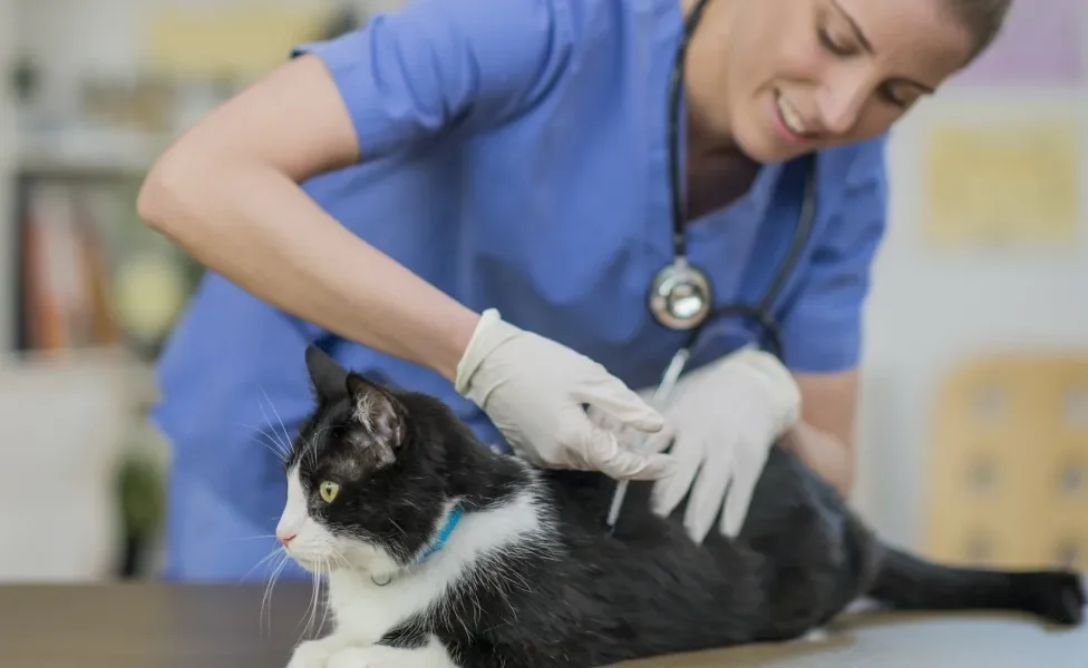 Veterinária aplicando vacina em gato preto e branco em seu consultório