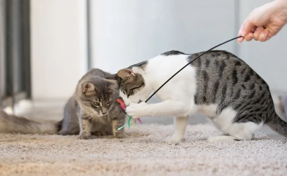 acessórios para gatos: pets brincando com varinha